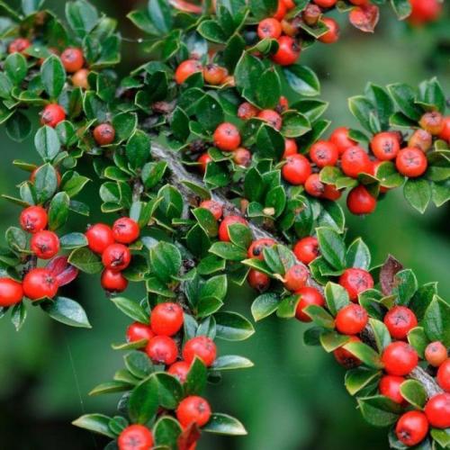 Cotoneaster horizontalis - Terülő madárbirs