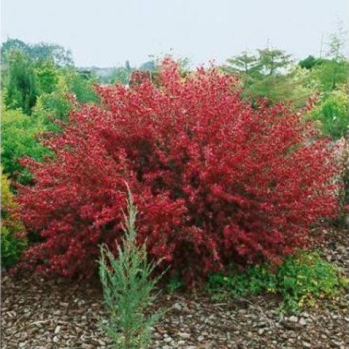 Cytisus scoparius 'Boskoop Ruby' - Zanót (bordó)