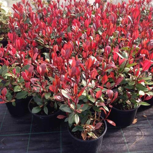 Photinia ’Little Red Robin’ - Korallberkenye