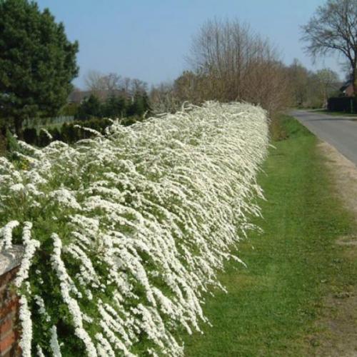 Spiraea cinerea 'Grefsheim' - Japán gyöngyvessző