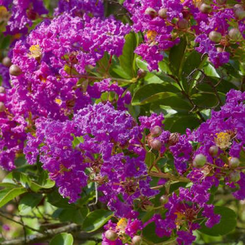 Lagerstroemia indica  ‘Rhapsody in Blue' -  Kínai selyemmirtusz