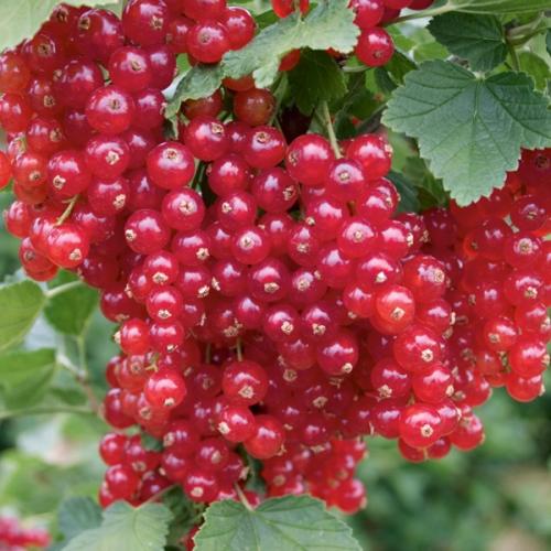 Ribes rubrum 'Jonkheer van Tets' - Piros ribiszke