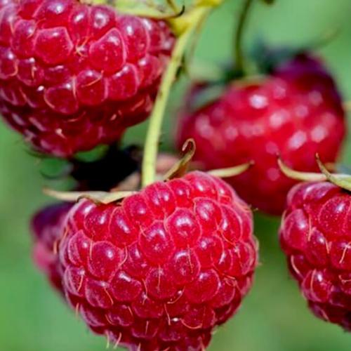 Rubus idaeus  'Meeker' - Málna