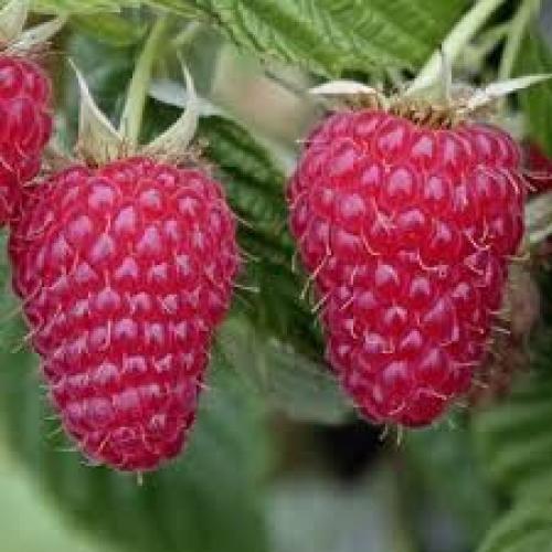 Rubus idaeus ‘Tulameen’ - Málna