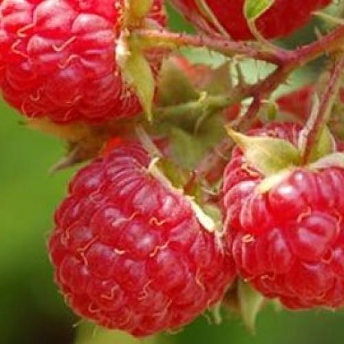 Rubus idaeus ‘Willematte’ - Málna