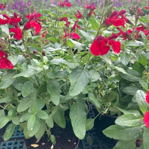 Salvia greggii 'Mirage™ Cherry Red' - Őszi zsálya