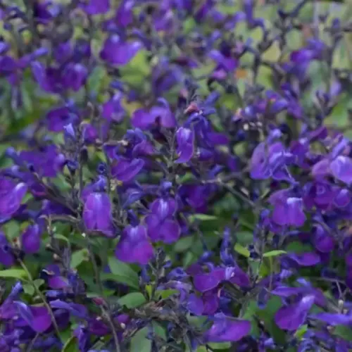 Salvia greggii 'Mirage™ Blue' - Őszi zsálya