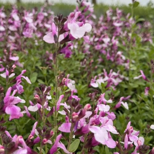 Salvia greggii 'Mirage™ Soft Pink' - Őszi zsálya