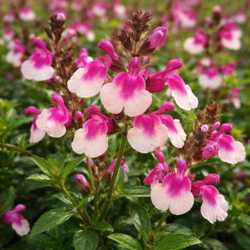 Salvia greggii 'Mirage™ Rose bicolor' - Őszi zsálya