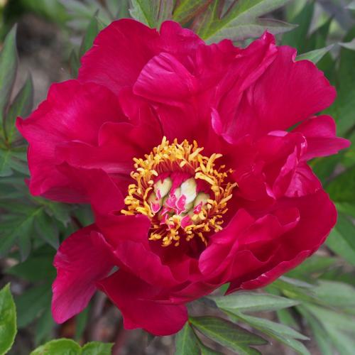 Paeonia Itoh 'Scarlett Heaven'  -  Hibrid bazsarózsa