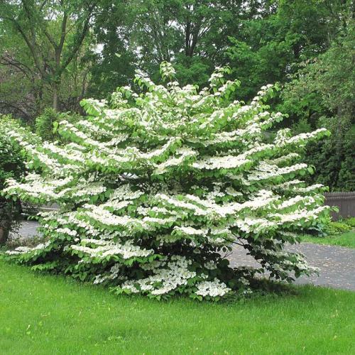 Viburnum plicatum  'Summer snowflake' - Redős levelű bangita