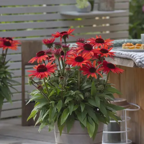 Echinacea 'SunMagic® Vintage Orange' - Kasvirág