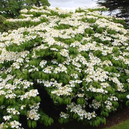 Viburnum plicatum 'Mariesii'- Redős levelű bangita
